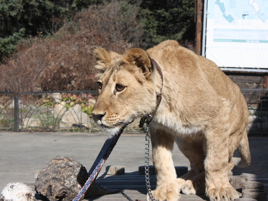В иркутском контактном зоопарке появилась львица Лили 