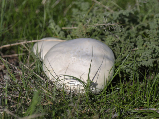 Чтобы собрать богатый урожай грибов, вовсе не обязательно называться грибником