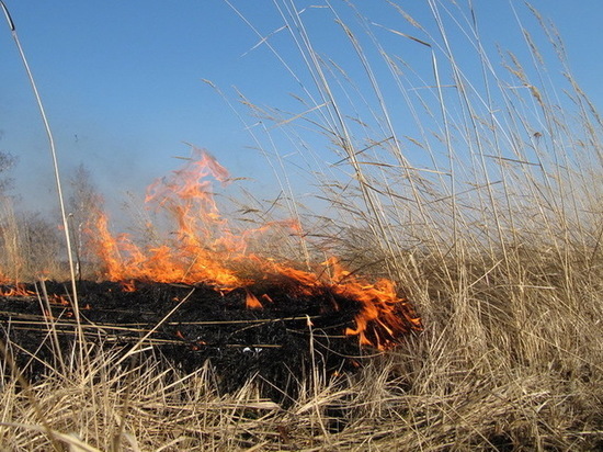 Более семи тысяч квадратных метров травы выгорело в Нижегородской области