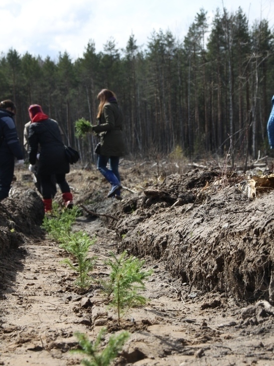 Ярославские энергетики высадили более двадцати трех тысяч деревьев