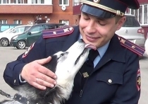 В Иркутске сотрудники отдела полиции №4 задержали 32-летнего местного мужчину, который подозревается в краже привязанной возле продуктового магазина собаки породы сибирский хаски