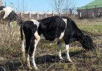 В Качугском районе животные гибнут от дистрофии