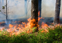 Губернатор Иркутской области Сергей Левченко заявил о необходимости привлекать правоохранительные органы для того, чтобы заставить собственников земельных участков, которые прилегают к лесным массивам, тушить пожары, случившиеся в результате перехода огня из леса на жилые постройки