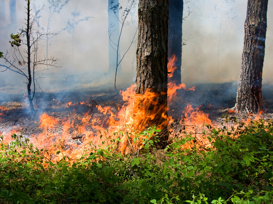 Левченко хочет заставить собственников земельных участков бороться с  лесными пожарами
