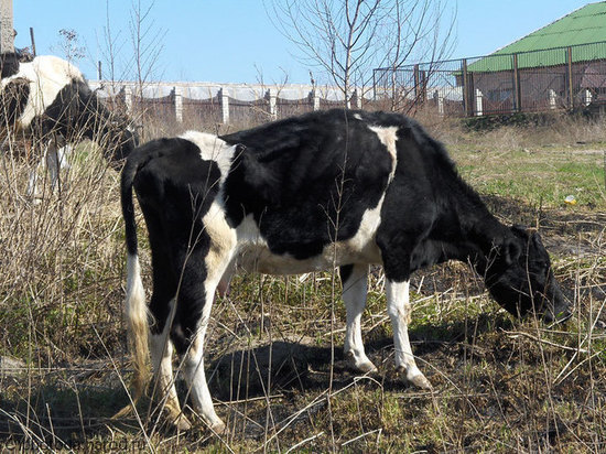 В Качугском районе животные гибнут от дистрофии