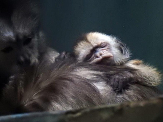 В Московском зоопарке рассказали, как обе новоиспеченные мамочки справляются с детенышами

