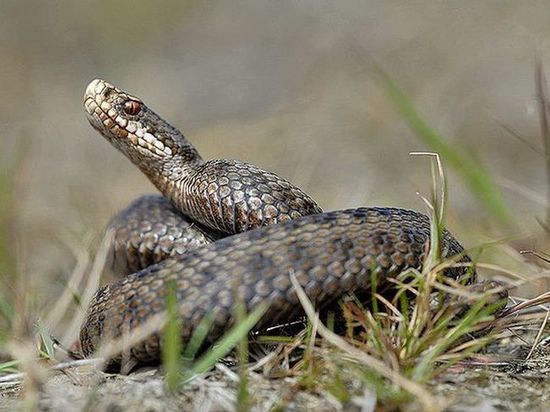 В Оренбуржье  ребенка укусила ядовитая змея 