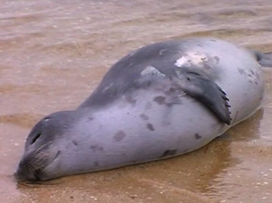 На данный момент погибло более двух сот тюленей

