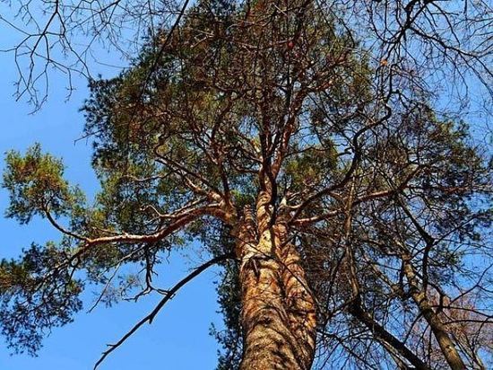 Два дерева в Тамбовской области могут получить статус "памятников живой природы"
