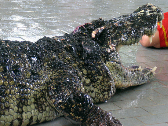 В России же крокодилам, оказавшимся в дикой природе, нужна помощь