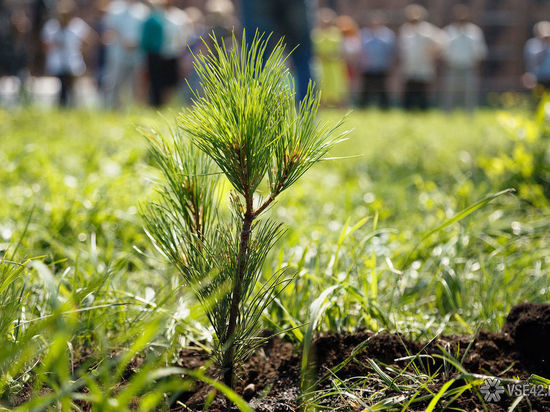 Всекузбасский месячник посадки деревьев продлится до 20 мая 