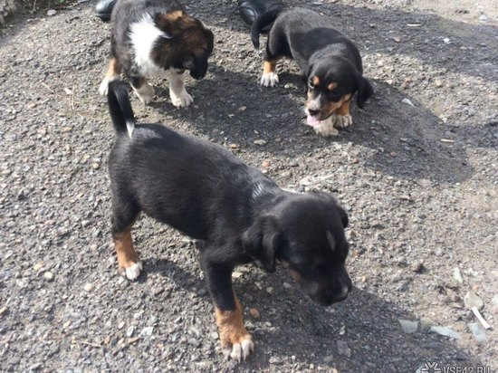 Жительница Кемерова ищет хозяев для трех щенков 