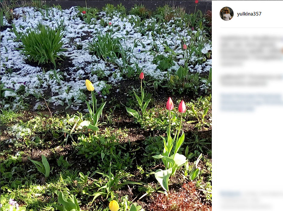 Снегопад в маябре: москвичи поделились фото погодной аномалии