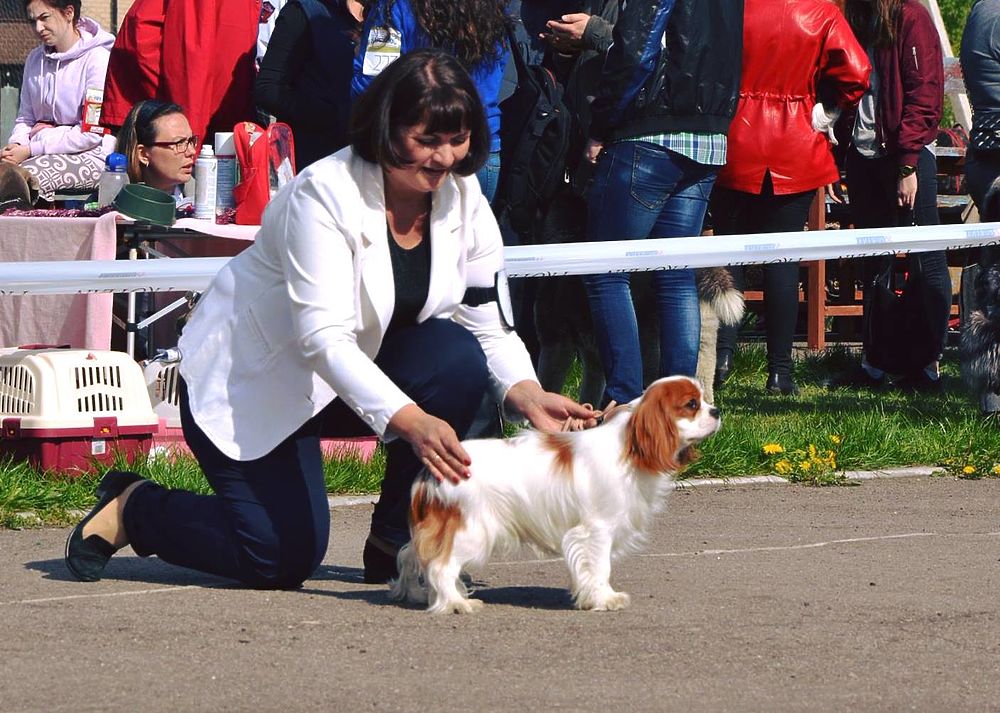 Всероссийская выставка собак всех пород прошла в Тамбове