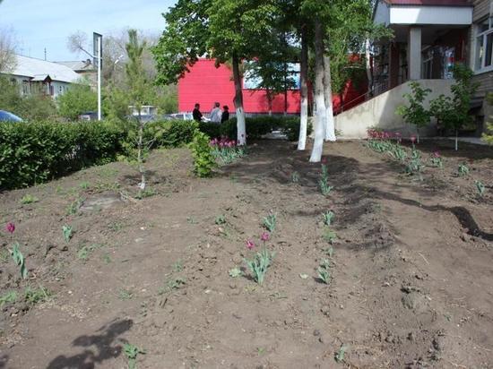 В Орске вандалы вырвали тюльпаны, посаженные к празднованию Дня Победы