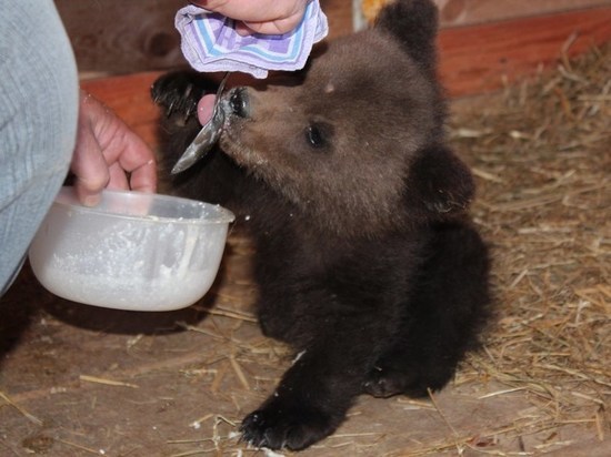 Найденный в Нижегородской области одинокий медвежонок обрел дом