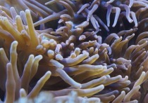 В яде морских полипов-актиний исследователи, представляющие Российскую академию наук, обнаружили бактерицидные вещества, подавляющие работу рецепторов боли