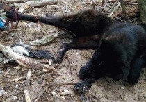 В Сосновом Бору появился живодер, убивающий собак с особой жестокостью