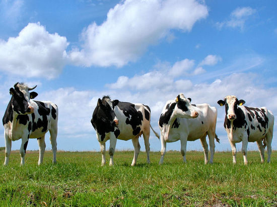 ЛДПР в Оренбургской области считает коров