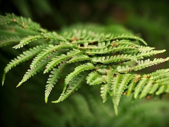 Наросты над глазами напомнили биологам эльфийские уши