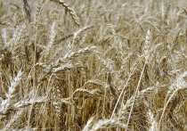 Власти Турции ужесточили ограничения на импорт российской пшеницы
