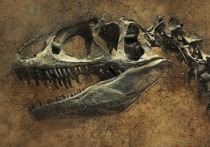На восточном побережье США палеонтологи обнаружили зуб цератопсида — динозавра, похожего на трицератопса