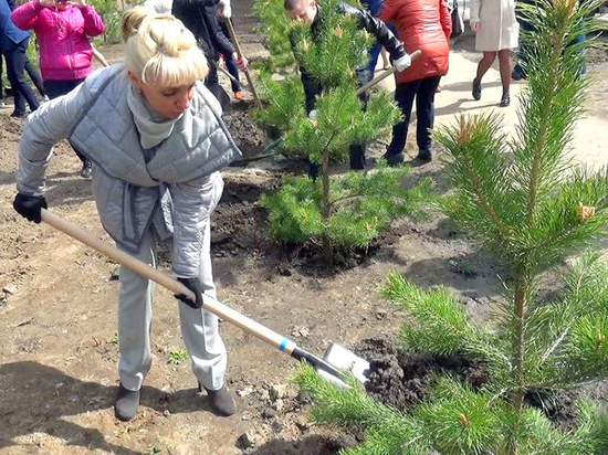 На улице Индустриальной в Дзержинском районе посадили памятную аллею 