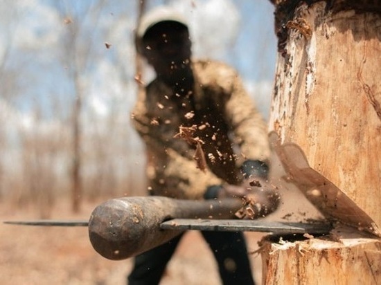 Черные лесорубы нанесли Кемеровскому району ущерб в 700 тысяч рублей 