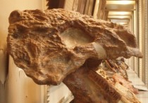 Палеонтологи из России и ряда других стран обнаружили неподалеку от Ульяновска останки древней водоплавающей рептилии