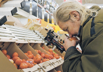 Турция переориентирует «томатные потоки», предназначенные для рынка России, на Белоруссию, которая уже стала главным направлением экспорта турецких помидоров