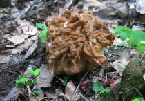 На грибных форумах в Интернете есть сообщения о появлении шампиньонов, майских рядовок, плютеев олених, сморчков, серно-желтых трутовиков и некоторых других видов съедобных грибов