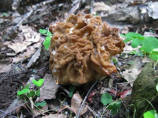 К концу третьей декады мая при благоприятной грибной погоде, прохладной и влажной, в Подмосковных лесах произошли некоторые изменения в ассортименте и количестве грибов