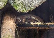 Котята европейской рыси родились в Московском зоопарке впервые за много лет