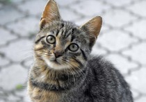Французские СМИ сообщили о появлении "серийного убийцы кошек" в небольшом приморском городке Сен-Пьер-ла-Мер на юге страны