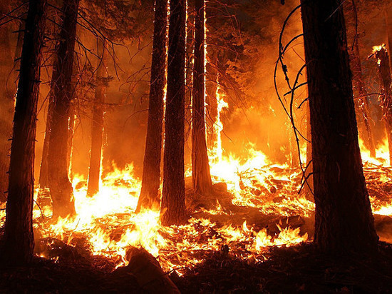 Гринпис обвинил правительство Приангарья в нежелании тушить лесные пожары