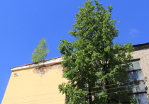 Здесь будет город де Сад: как псковские общественники деревья спасали