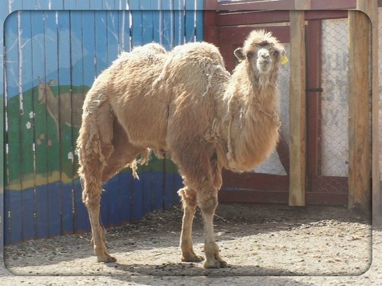 В Иркутском контактном зоопарке появилась самка двугорбого верблюда