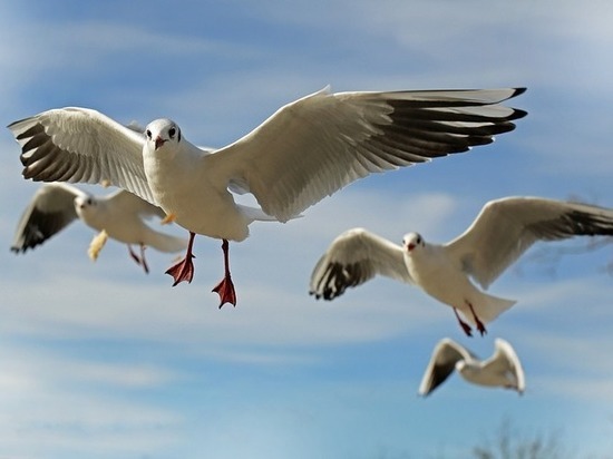 Раньше огромное количество этих птиц гнездилось на озере Киёво