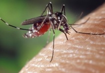 Пресс-секретарь управления Роспотребнадзора по Омской области Виктория Задиро объявила, что на протяжении 2017 года два человека обратились в местные клиники с дирофиляриозом — заболеванием, которое вызывается подкожными и глазными паразитами, передающимся  через укусы комаров