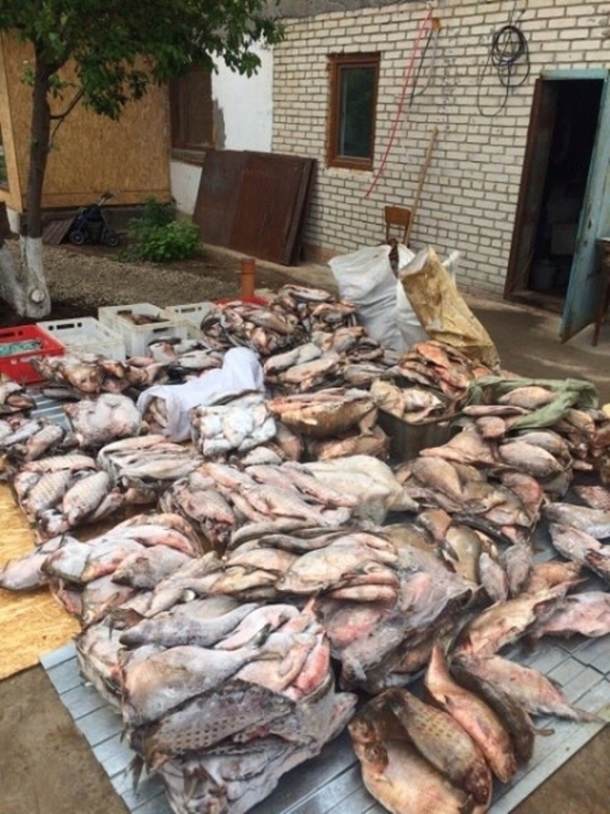Более трех тонн рыбы выловили браконьеры с Ириклинского водохранилища в Оренбуржье