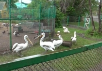 Полиция расследует убийство краснокнижных птиц в «Государственном Большереченском Зоопарке имени...