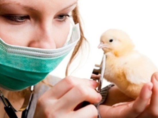 Птицефабрики Оренбургской области проверяют на птичий грипп