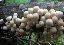 Вторжение настоящей нечисти — ядовитых грибов, отмечают микологи в южных районах Подмосковья