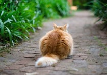 Американский ветеринар Карло Сиракузо, представляющий Пенсильванский университет, нашел научные потдверждения тому, что по движениям кошачьего хвоста можно многое узнать о том, в каком настроении пребывает сама кошка