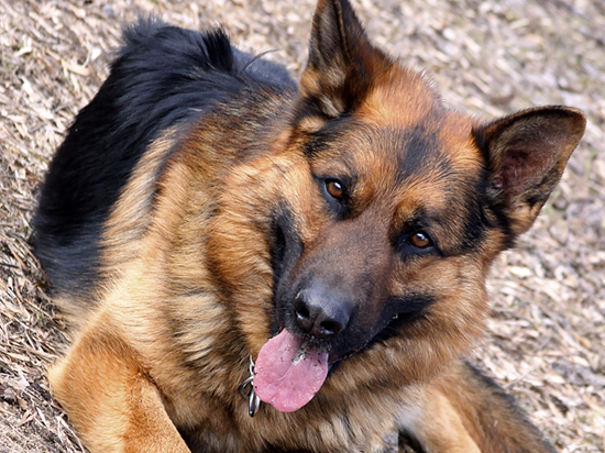 Отряд собак-спасателей в этом году пополнится такими породами, как бернский зенненхунд и ландсир