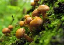 Затянувшаяся прохладная погода повлияла на ассортимент и количество грибов в подмосковных лесах