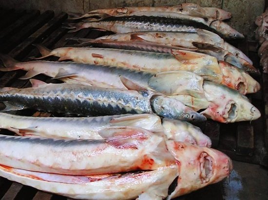 Осетровую рыбу без документов задержали на оренбургской границе
