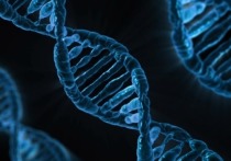 Группа американских исследователей, представляющих Университета Калифорнии в Дэвисе получили снимки, на которых можно непосредственно наблюдать репликацию ДНК кишечной палочки