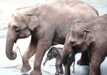 Долгожданное событие в Москве — у пары азиатских слонов Пипиты и Памира родился слоненок