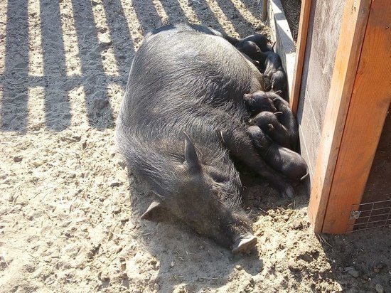 В зоопарке Барнаула у свинки мини-пиг родились девять поросят